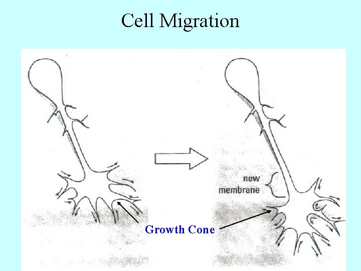 Cell Migration Growth Cone 