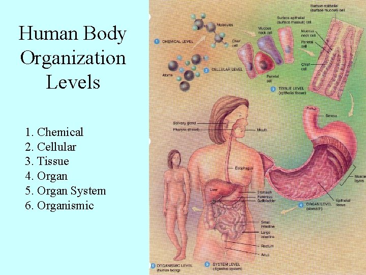 Human Body Organization Levels 1. Chemical 2. Cellular 3. Tissue 4. Organ 5. Organ