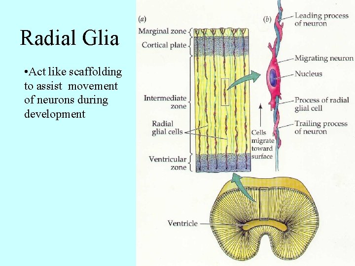 Radial Glia • Act like scaffolding to assist movement of neurons during development 