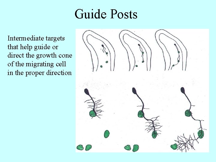 Guide Posts Intermediate targets that help guide or direct the growth cone of the