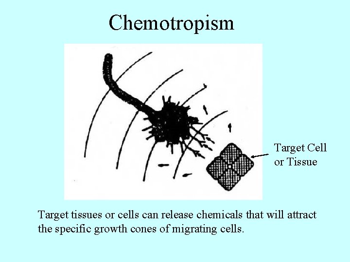 Chemotropism Target Cell or Tissue Target tissues or cells can release chemicals that will