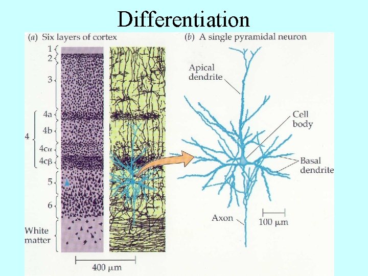 Differentiation 