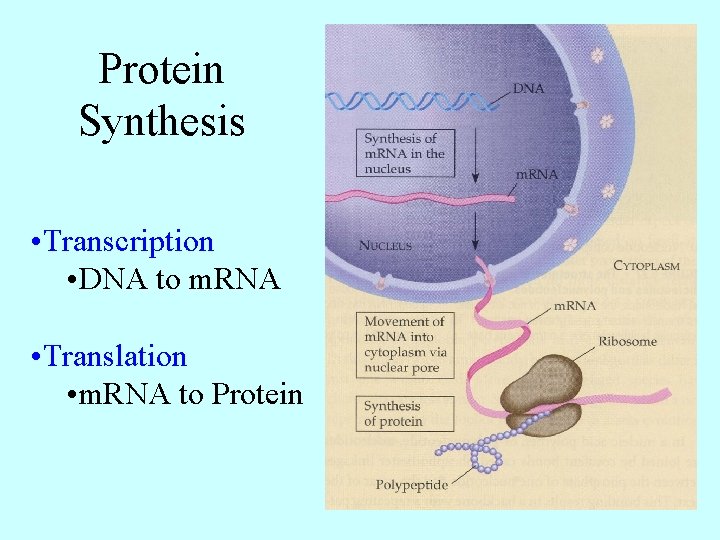 Protein Synthesis • Transcription • DNA to m. RNA • Translation • m. RNA