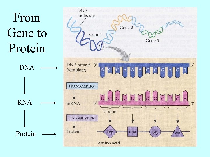 From Gene to Protein DNA RNA Protein 