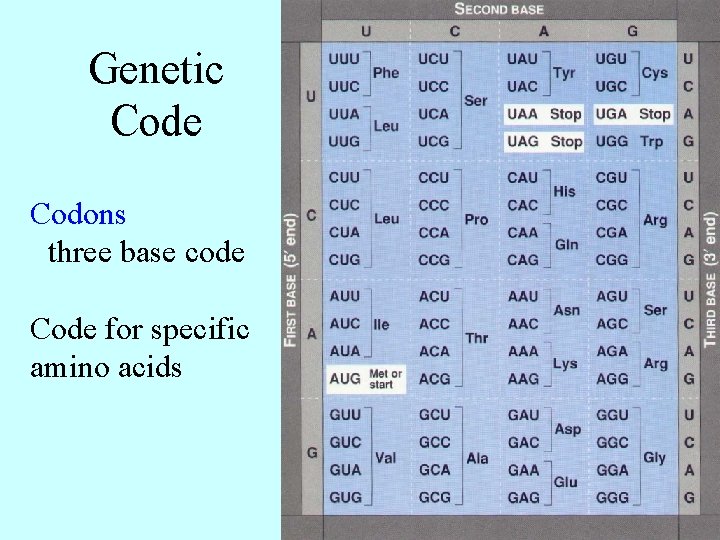 Genetic Code Codons three base code Code for specific amino acids 