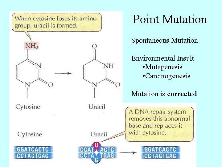 Point Mutation Spontaneous Mutation Environmental Insult • Mutagenesis • Carcinogenesis Mutation is corrected 