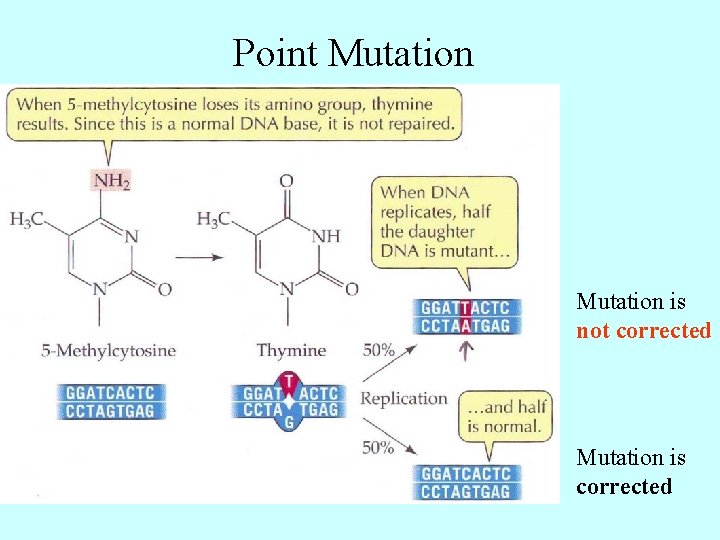 Point Mutation is not corrected Mutation is corrected 