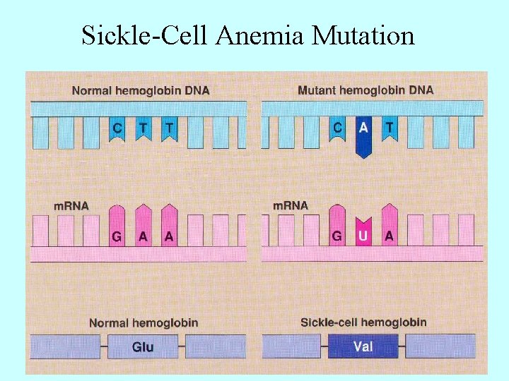 Sickle-Cell Anemia Mutation 