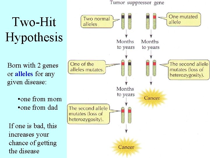 Two-Hit Hypothesis Born with 2 genes or alleles for any given disease: • one