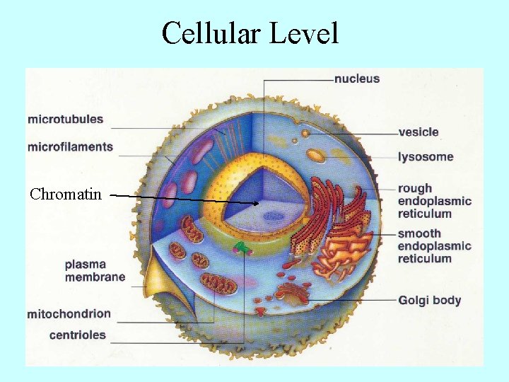 Cellular Level Chromatin 