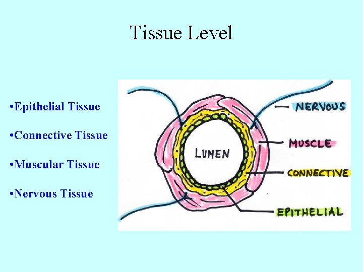 Tissue Level • Epithelial Tissue • Connective Tissue • Muscular Tissue • Nervous Tissue