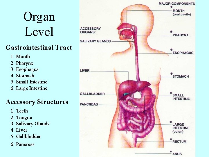 Organ Level Gastrointestinal Tract 1. Mouth 2. Pharynx 3. Esophagus 4. Stomach 5. Small