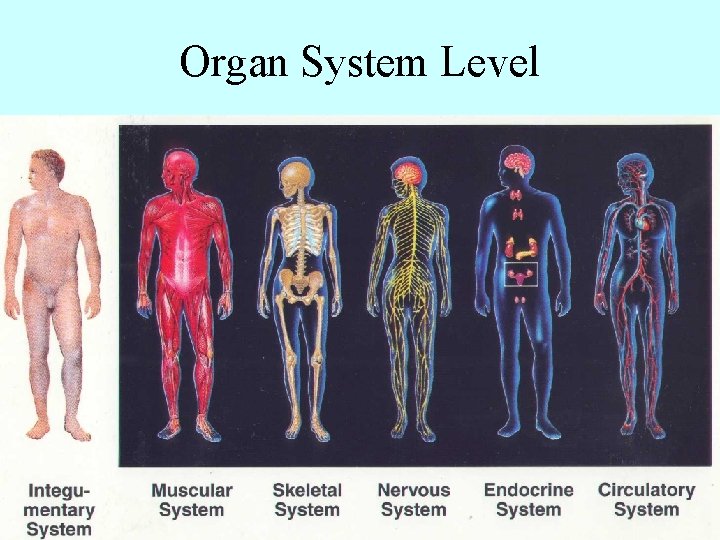 Organ System Level 