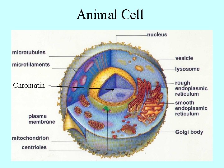 Animal Cell Chromatin 