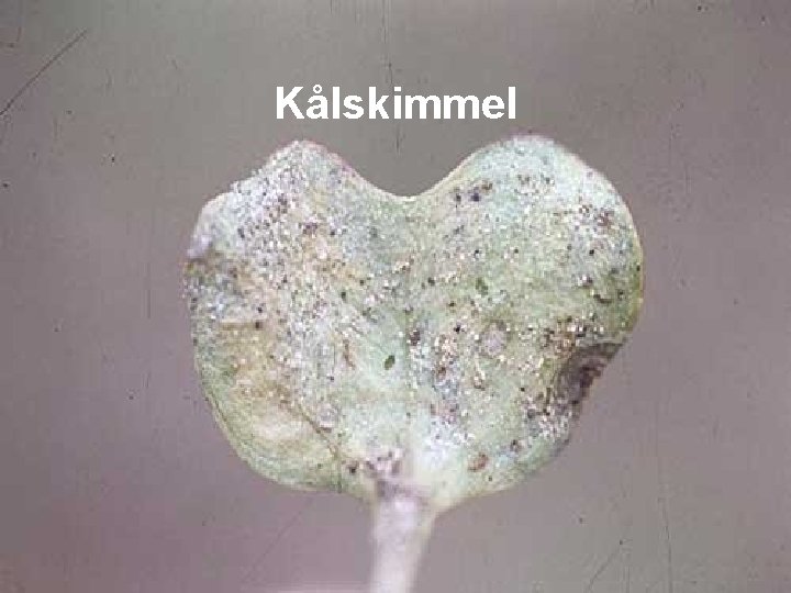 Kålskimmel 