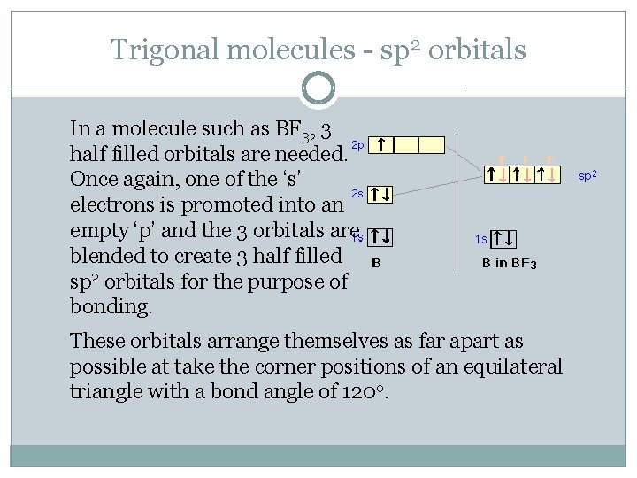 Trigonal molecules - sp 2 orbitals In a molecule such as BF 3, 3