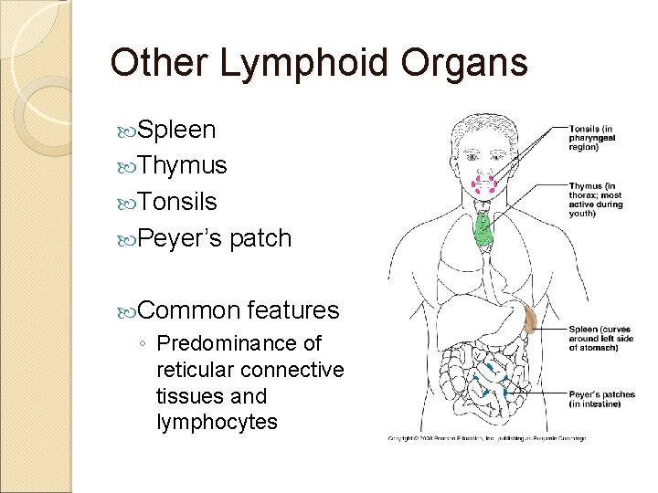 Other Lymphoid Organs Spleen Thymus Tonsils Peyer’s patch Common features ◦ Predominance of reticular