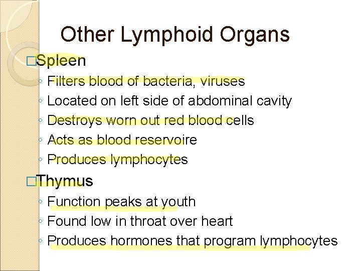 Other Lymphoid Organs �Spleen ◦ Filters blood of bacteria, viruses ◦ Located on left