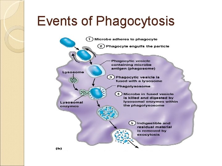 Events of Phagocytosis 