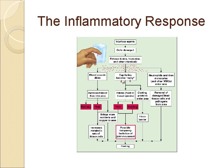The Inflammatory Response 
