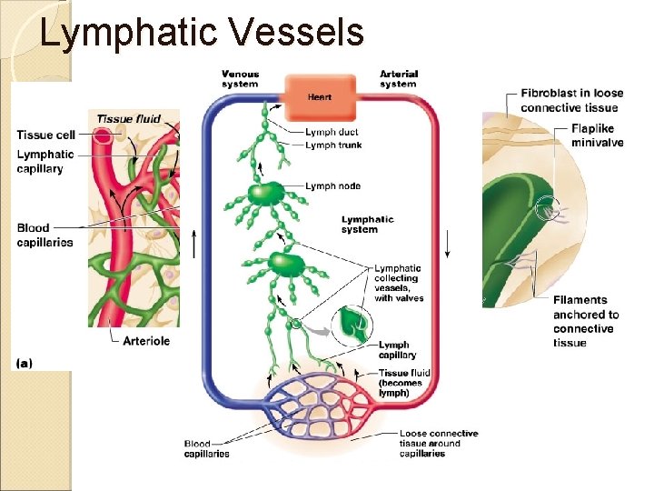 Lymphatic Vessels 