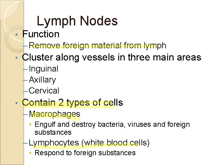 Lymph Nodes • Function – Remove foreign material from lymph • Cluster along vessels