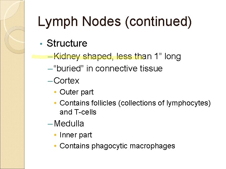 Lymph Nodes (continued) • Structure – Kidney shaped, less than 1” long – “buried”