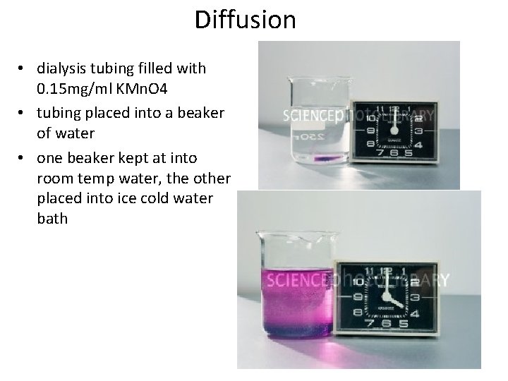 Diffusion • dialysis tubing filled with 0. 15 mg/ml KMn. O 4 • tubing