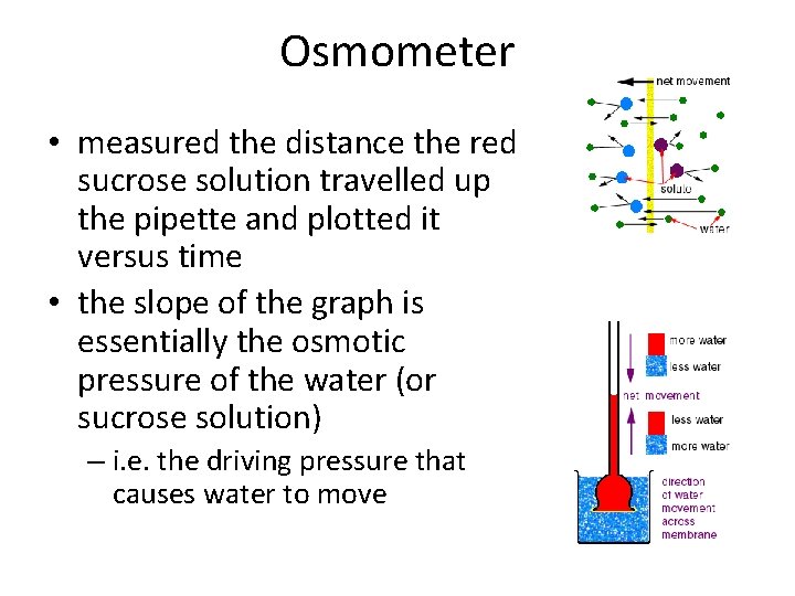 Osmometer • measured the distance the red sucrose solution travelled up the pipette and
