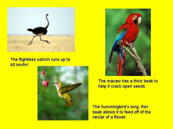 The flightless ostrich runs up to 60 km/hr! The macaw has a thick beak