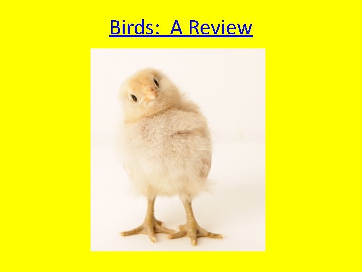 Birds: A Review 