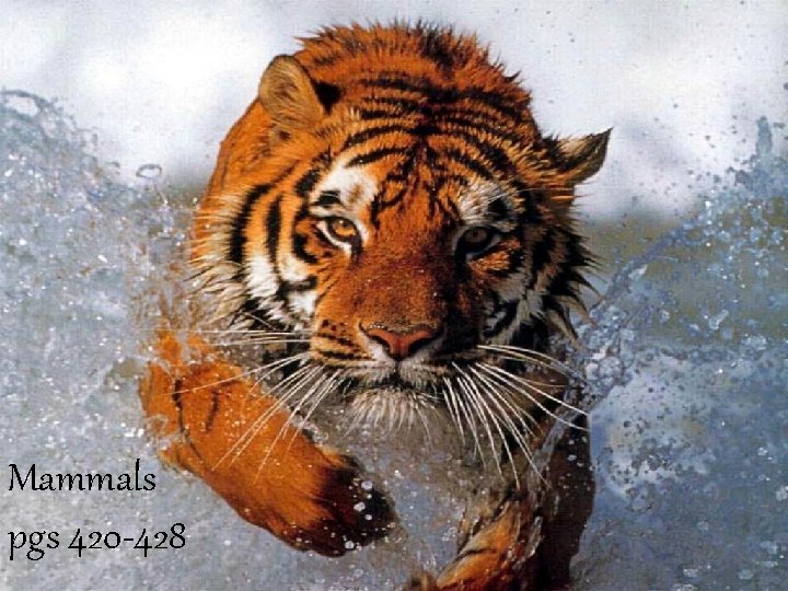 Mammals pgs 420 -428 