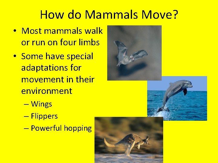 How do Mammals Move? • Most mammals walk or run on four limbs •