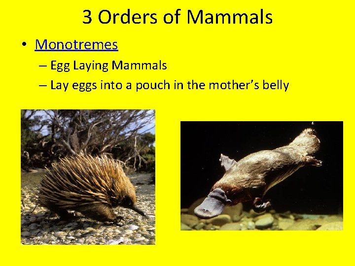 3 Orders of Mammals • Monotremes – Egg Laying Mammals – Lay eggs into