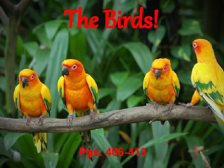 The Birds! Pgs. 406 -413 