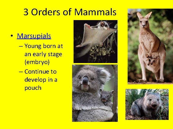 3 Orders of Mammals • Marsupials – Young born at an early stage (embryo)