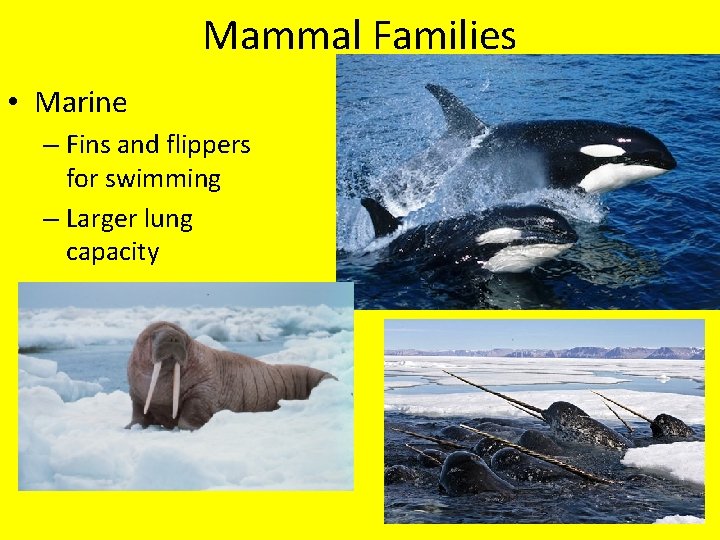 Mammal Families • Marine – Fins and flippers for swimming – Larger lung capacity