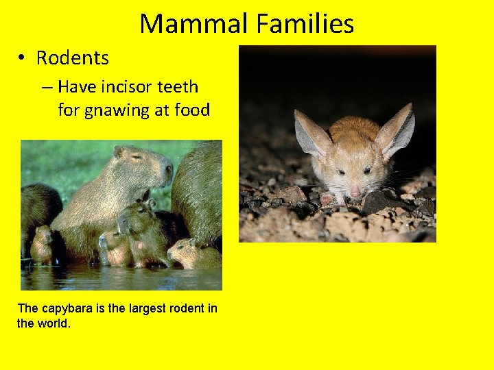 Mammal Families • Rodents – Have incisor teeth for gnawing at food The capybara