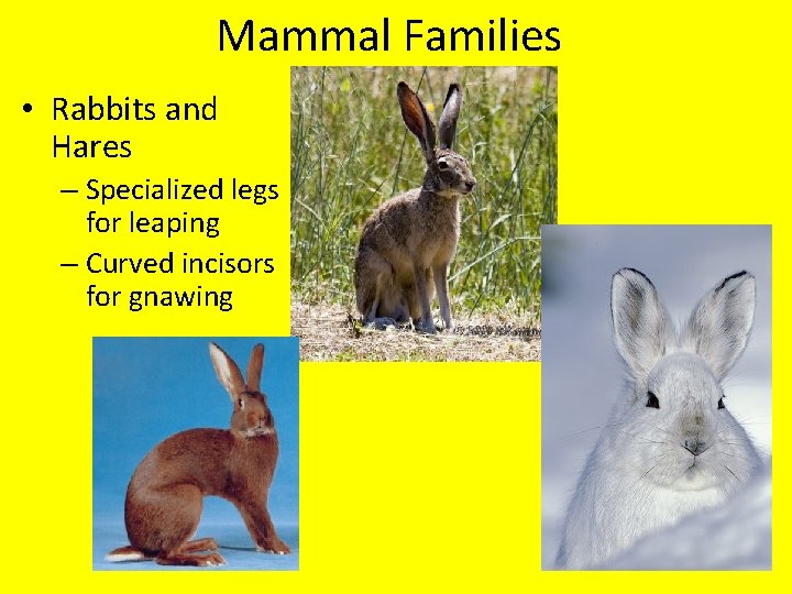 Mammal Families • Rabbits and Hares – Specialized legs for leaping – Curved incisors