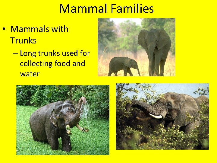 Mammal Families • Mammals with Trunks – Long trunks used for collecting food and