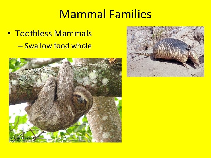Mammal Families • Toothless Mammals – Swallow food whole 