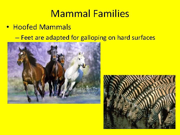 Mammal Families • Hoofed Mammals – Feet are adapted for galloping on hard surfaces