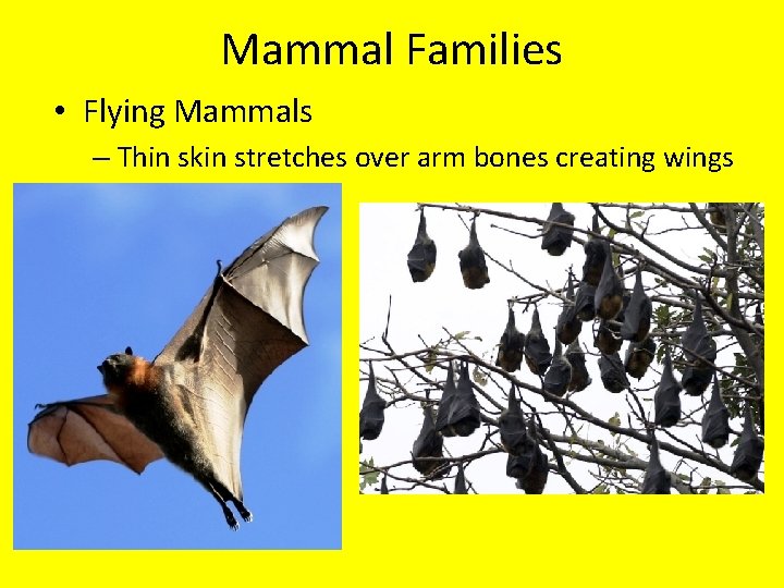 Mammal Families • Flying Mammals – Thin skin stretches over arm bones creating wings