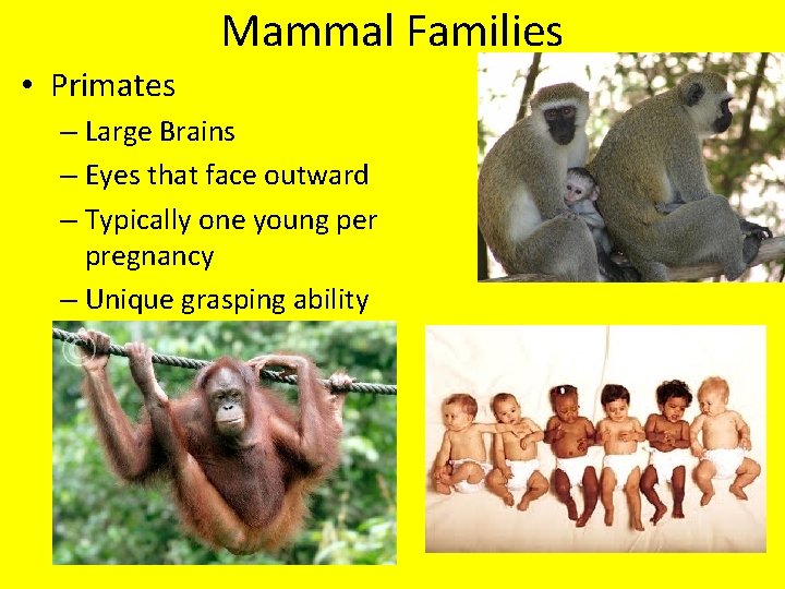 Mammal Families • Primates – Large Brains – Eyes that face outward – Typically