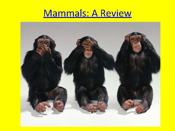 Mammals: A Review 