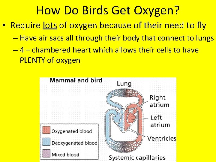 Birds and Mammals Pages 406 413 and 420