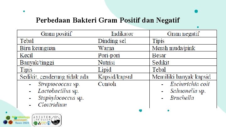 Perbedaan Bakteri Gram Positif dan Negatif 