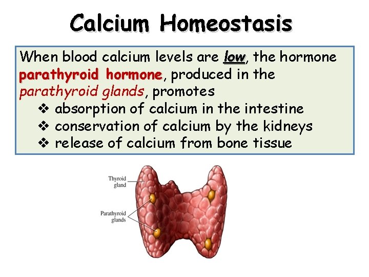 Calcium Homeostasis When blood calcium levels are low, low the hormone parathyroid hormone, hormone Calcium Homeostasis When blood calcium levels are low, low the hormone parathyroid hormone, hormone