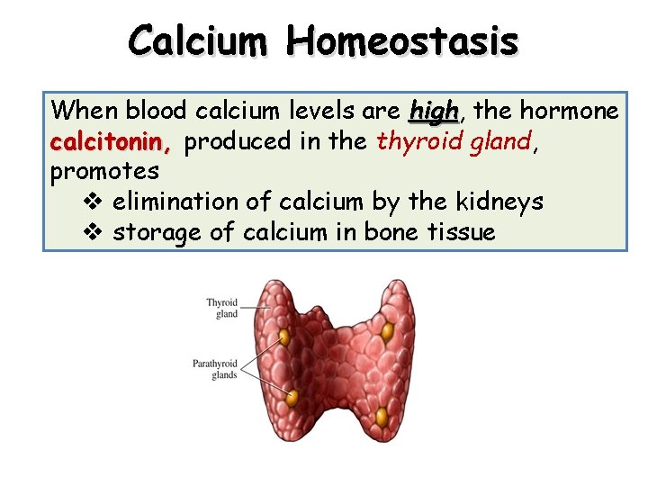 Calcium Homeostasis When blood calcium levels are high, high the hormone calcitonin, produced in Calcium Homeostasis When blood calcium levels are high, high the hormone calcitonin, produced in