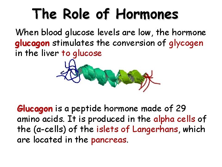 The Role of Hormones When blood glucose levels are low, the hormone glucagon stimulates The Role of Hormones When blood glucose levels are low, the hormone glucagon stimulates